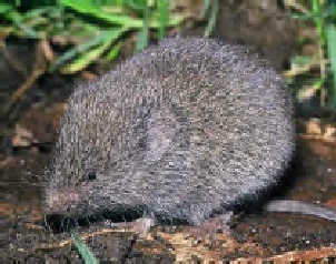 Moles and Voles