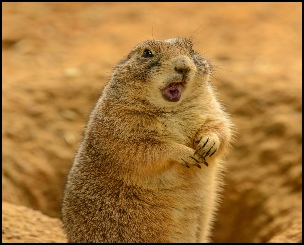 Prairie Dogs