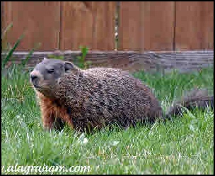 Groundhogs
