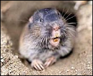 Pocket Gopher